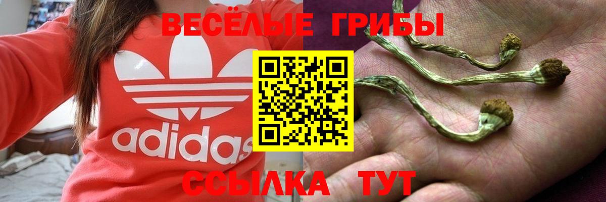Сертолово  Псилоцибиновые грибы Psilocybe  Вход с VPN 